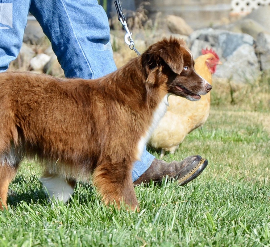 Quality Miniature Australian Shepherds in Northern CA